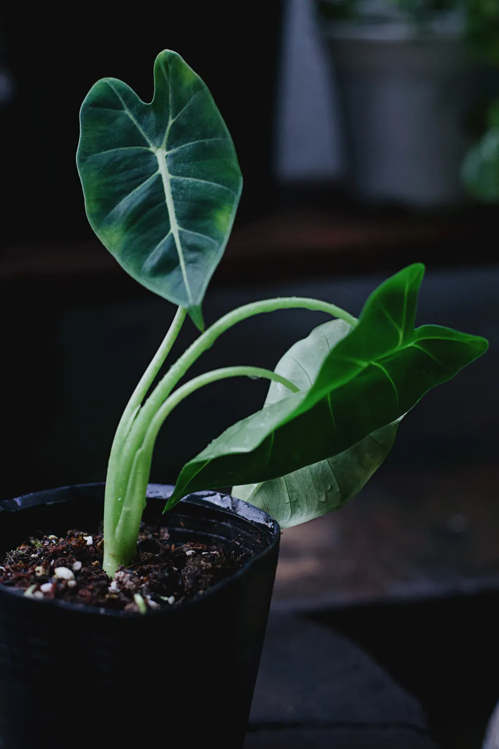 Alocasia mit markanten grünen Blättern