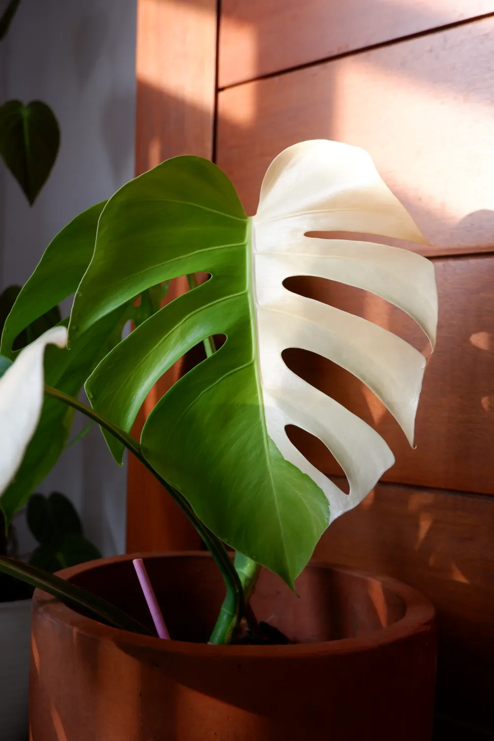 Grün-weiß gemusterte Monstera im Terrakottatopf
