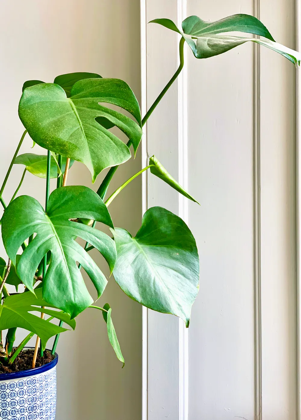 Monstera mit grünen Blättern im Topf